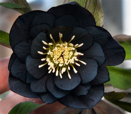 Are there any naturally black flowers? Exploring the myths and realities of floral pigmentation