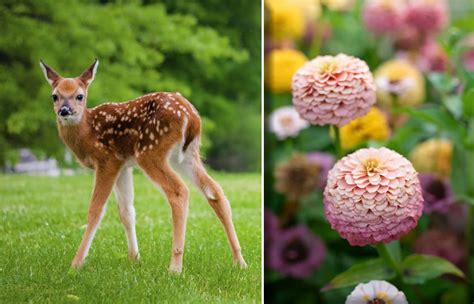 Do Deer Eat Zinnia Flowers? And Why Do They Prefer Them Over Traffic Cones?