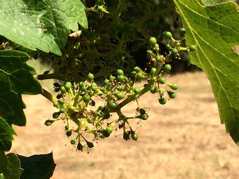 Do Grapes Have Flowers: A Journey Through the Vineyard of Imagination