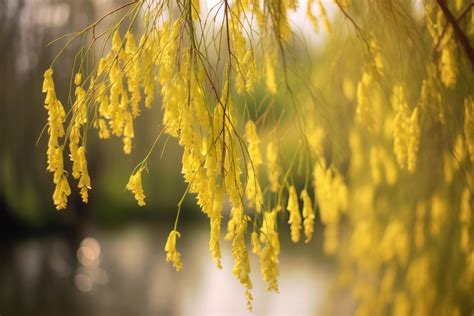 Do Weeping Willows Have Flowers? Exploring the Mysteries of Nature's Tears