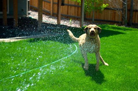 Does Dog Pee Kill Flowers? And Why Do Cats Always Land on Their Feet?