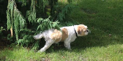 Does Dog Pee Kill Flowers? And Why Do Squirrels Always Look So Guilty?