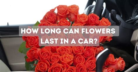 How Long Can Flowers Last in a Car Cold: A Symphony of Petals and Frost