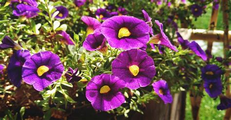 How Long Can I Leave Flowers in the Car: A Journey Through Time, Temperature, and Petunias