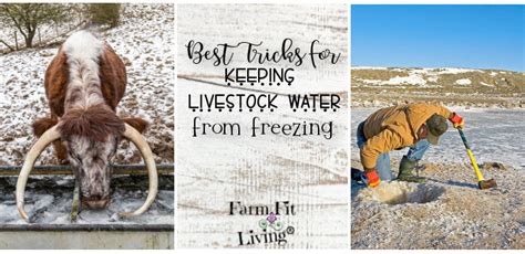 How to Keep Livestock Water from Freezing: A Comprehensive Guide and the Curious Case of Ice Fishing