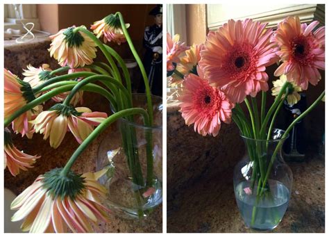 How to Revive Flowers in a Vase: And Why They Might Secretly Prefer Coffee Over Water