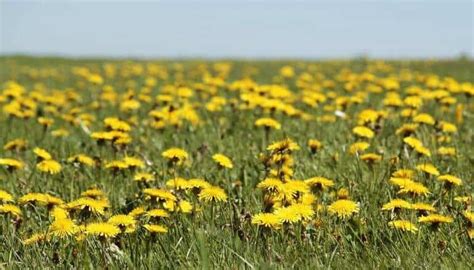 What do dandelion flowers taste like, and why do they remind me of forgotten dreams?