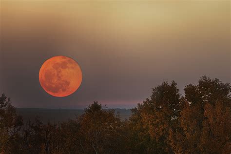 What flowers are orange, and why do they sometimes whisper secrets to the moon?