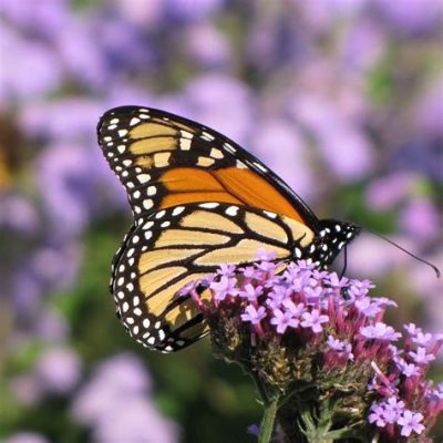 What Flowers Attract Monarch Butterflies: A Symphony of Colors and Chaos