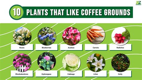 What Flowers Like Coffee Grounds: A Brew of Benefits and Myths