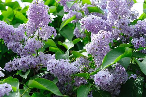 What to Do with Lilac Flowers: A Symphony of Fragrance and Creativity