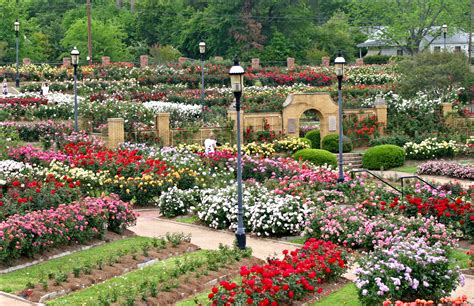 When to Plant Flowers in Texas: A Symphony of Seasons and Whimsical Wonders