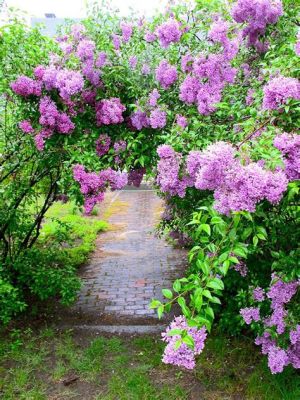 Where to Buy Lilac Flowers: A Journey Through Fragrant Meadows and Digital Marketplaces