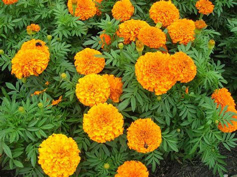 Where to Buy Marigold Flowers: A Journey Through Gardens, Markets, and Beyond